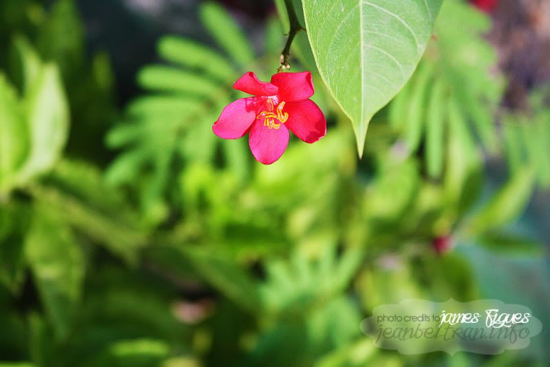 junebride's Photo Mists Naga City Cebu Flowers